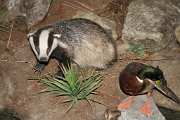 IMG_9454